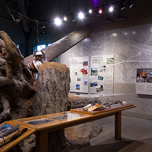Forest Learning Center Exhibit