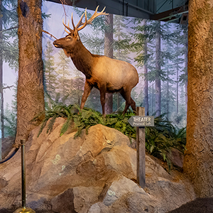 Forest Learning Center Exhibit